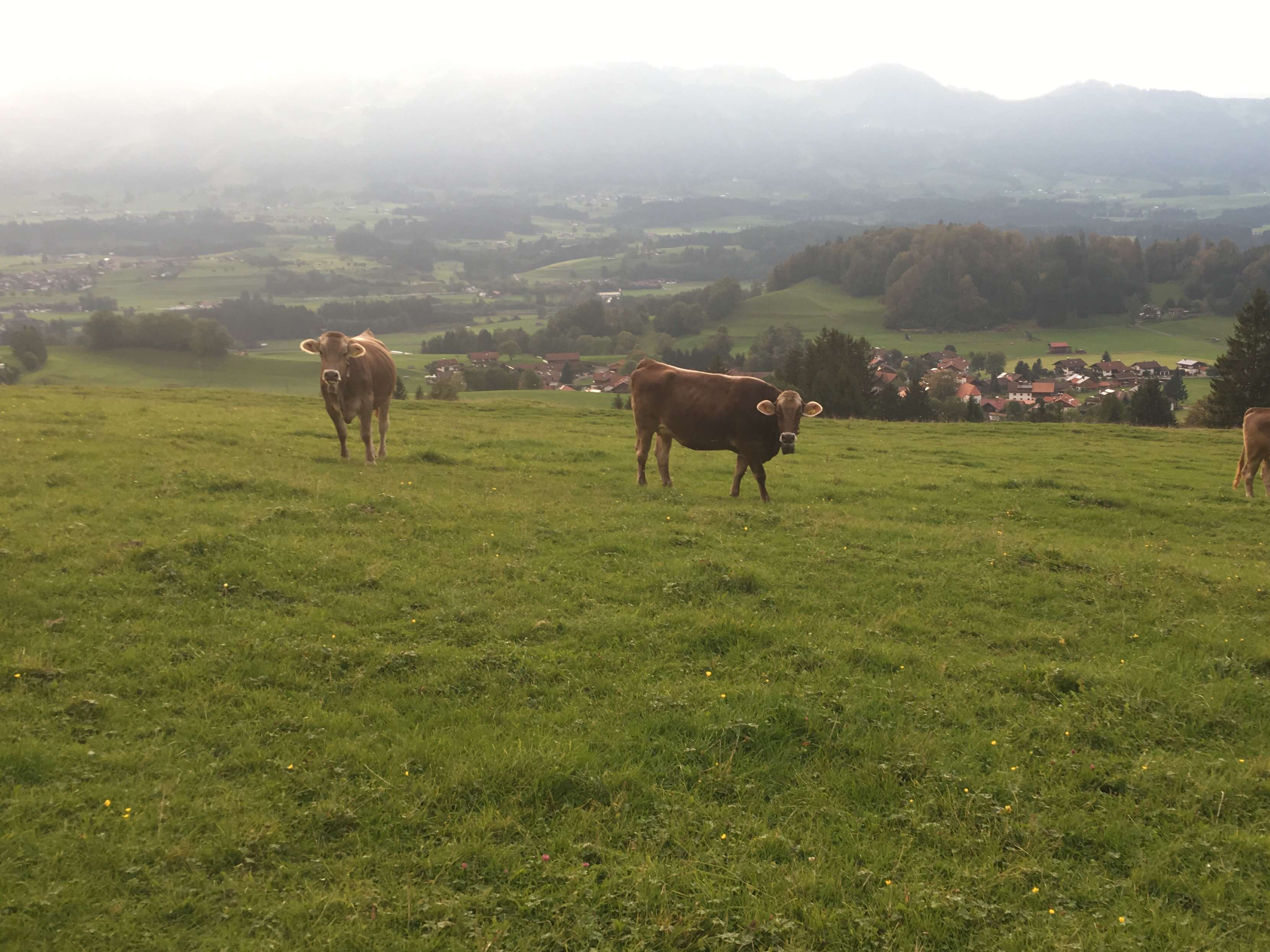 Ansicht 2 von Rinderpraxis Oberallgäu - Tierärztin Birke Steinbach
