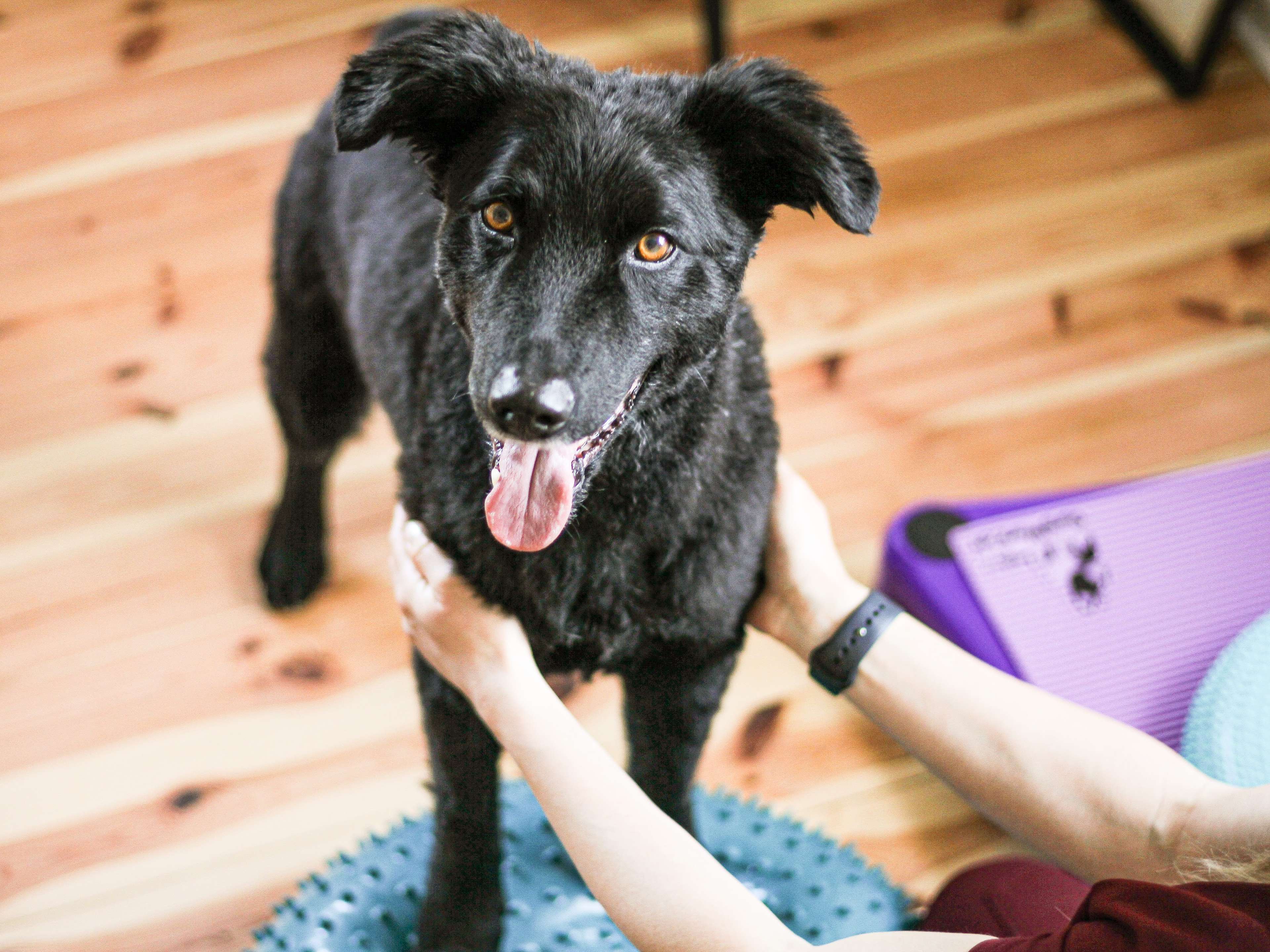 Ansicht 2 von ALL HANDS ON DOGS