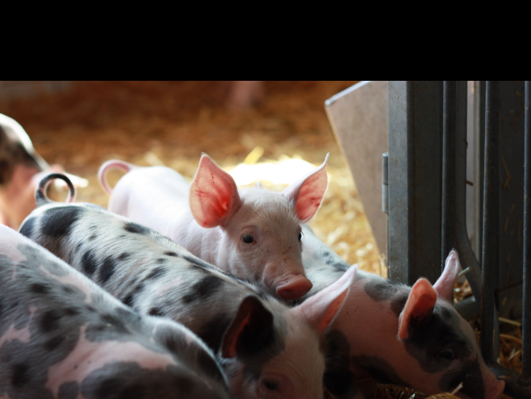 Ansicht 1 von Tierarztpraxis für Schweine Dr. med. vet. Sebastian Fröhlich