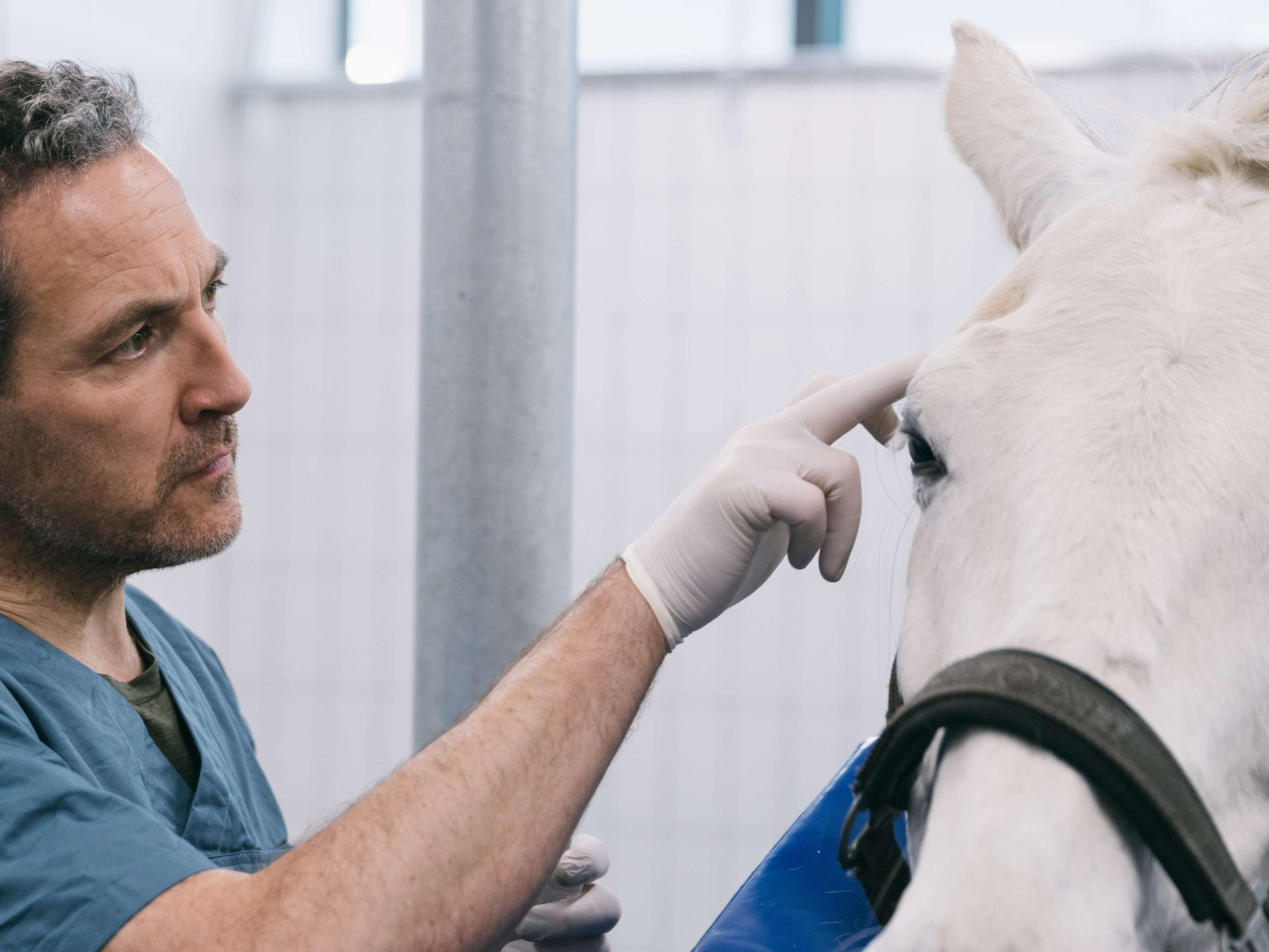 Ansicht 2 von Tierarztpraxis für Pferdeaugenheilkunde