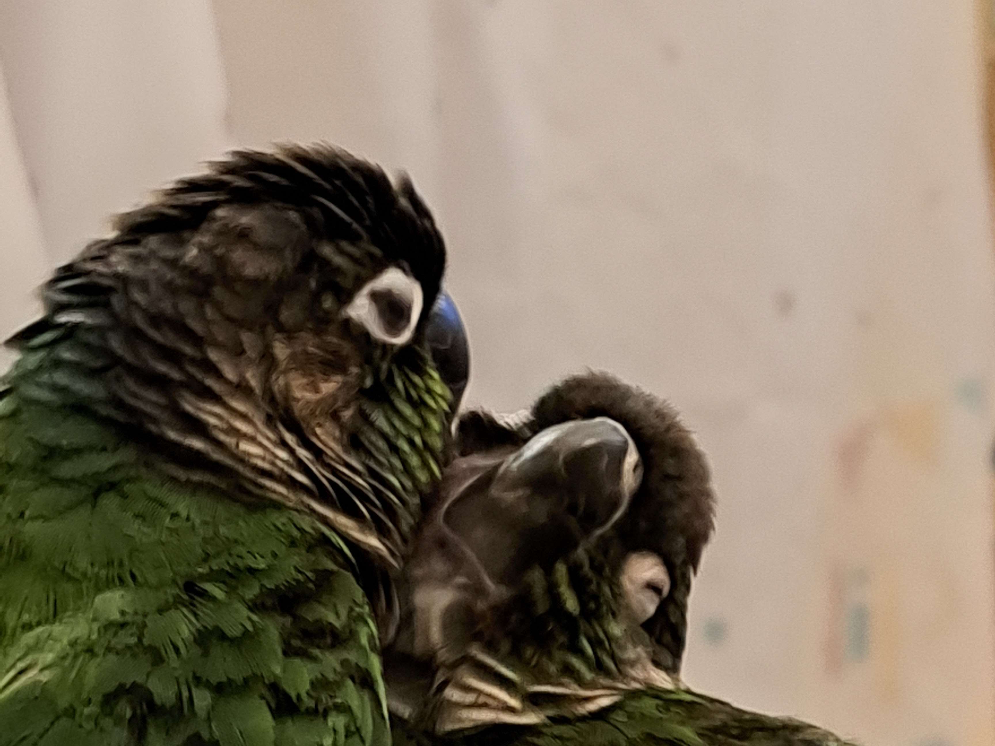 Ansicht 3 von Dr. med. vet. Julia Böhme Tierarztpraxis für Vögel und Reptilien