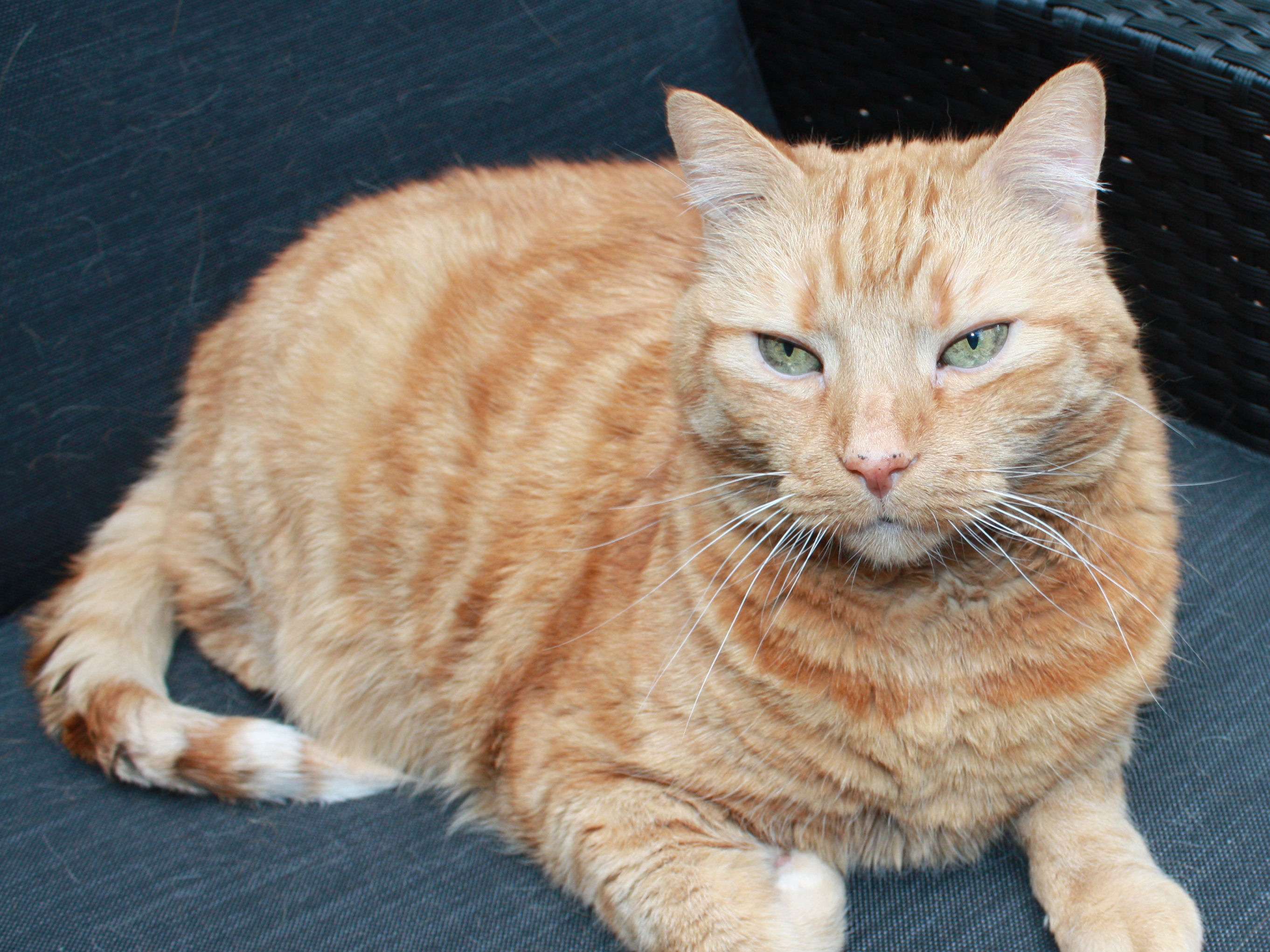 View 3 of Dr.med.vet. Cornelia Heinze - Tierarzt