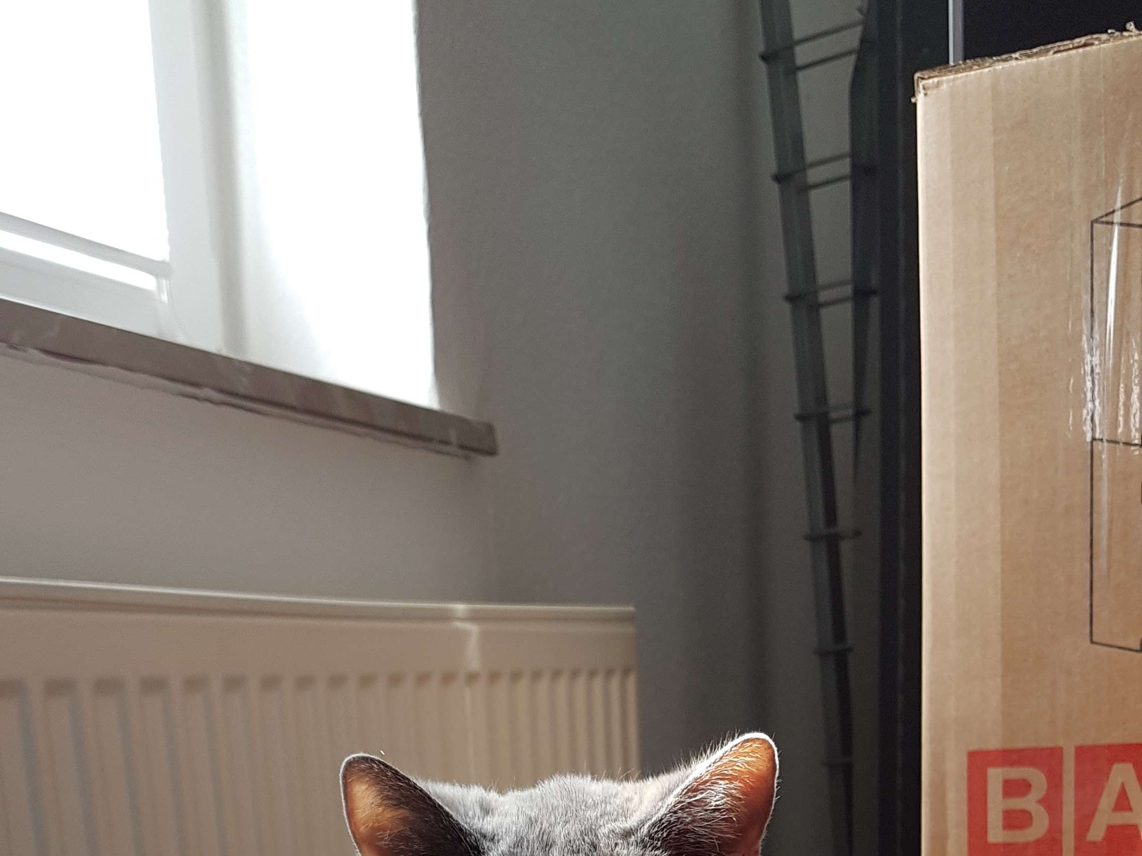 Ansicht 4 von Dr.med.vet. Ina Wienrich Tierärztin