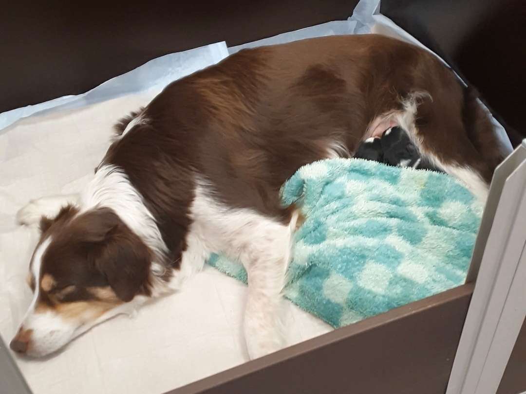 Ansicht 3 von Tierklinik für Fortpflanzung - Freie Universität Berlin