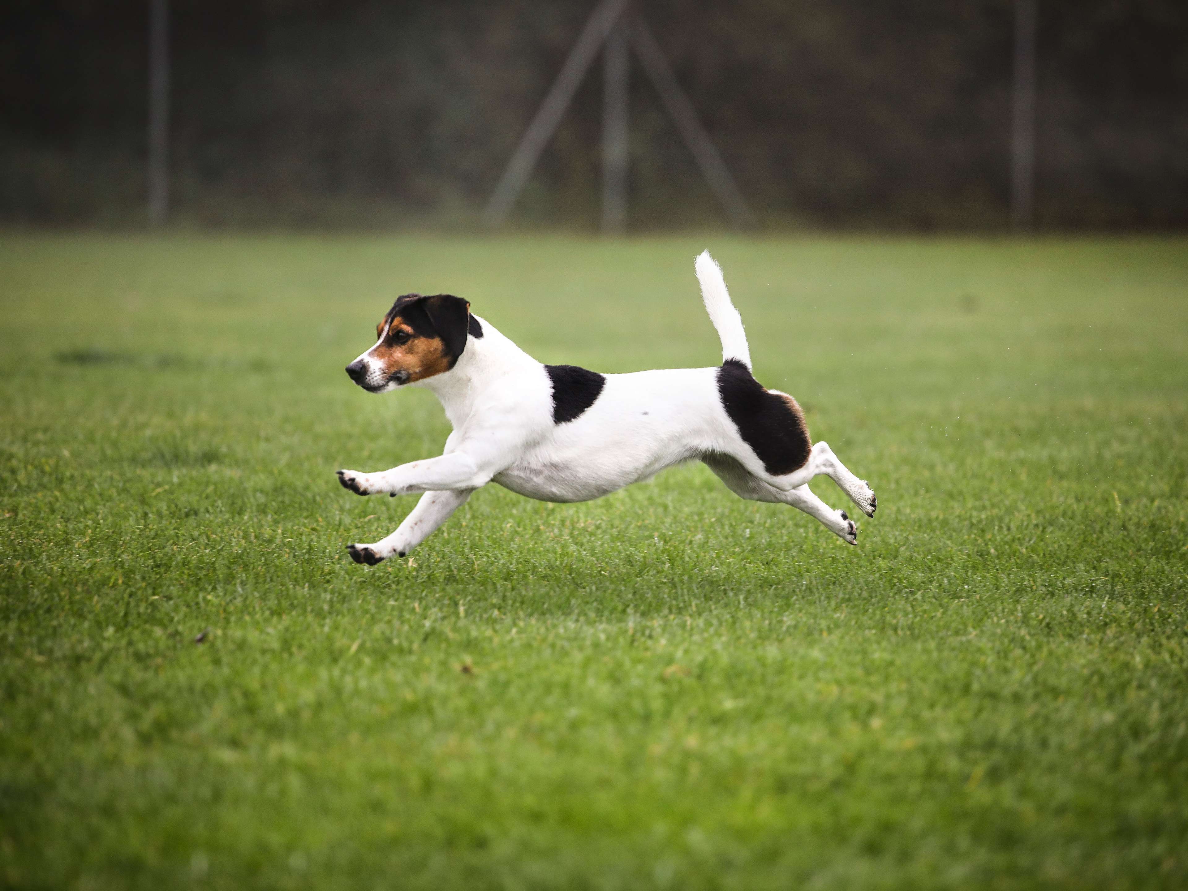 View 2 of Lisa Margraf - mobile Hundephysiotherapie & Osteopathie