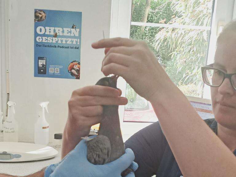 Ansicht 3 von Tierklinik Krauß