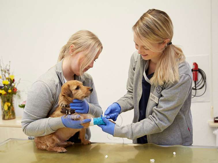 Ansicht 1 von Tierärztliche Praxis für Kleintiere Dr. med. vet. Jasmin Böddeker