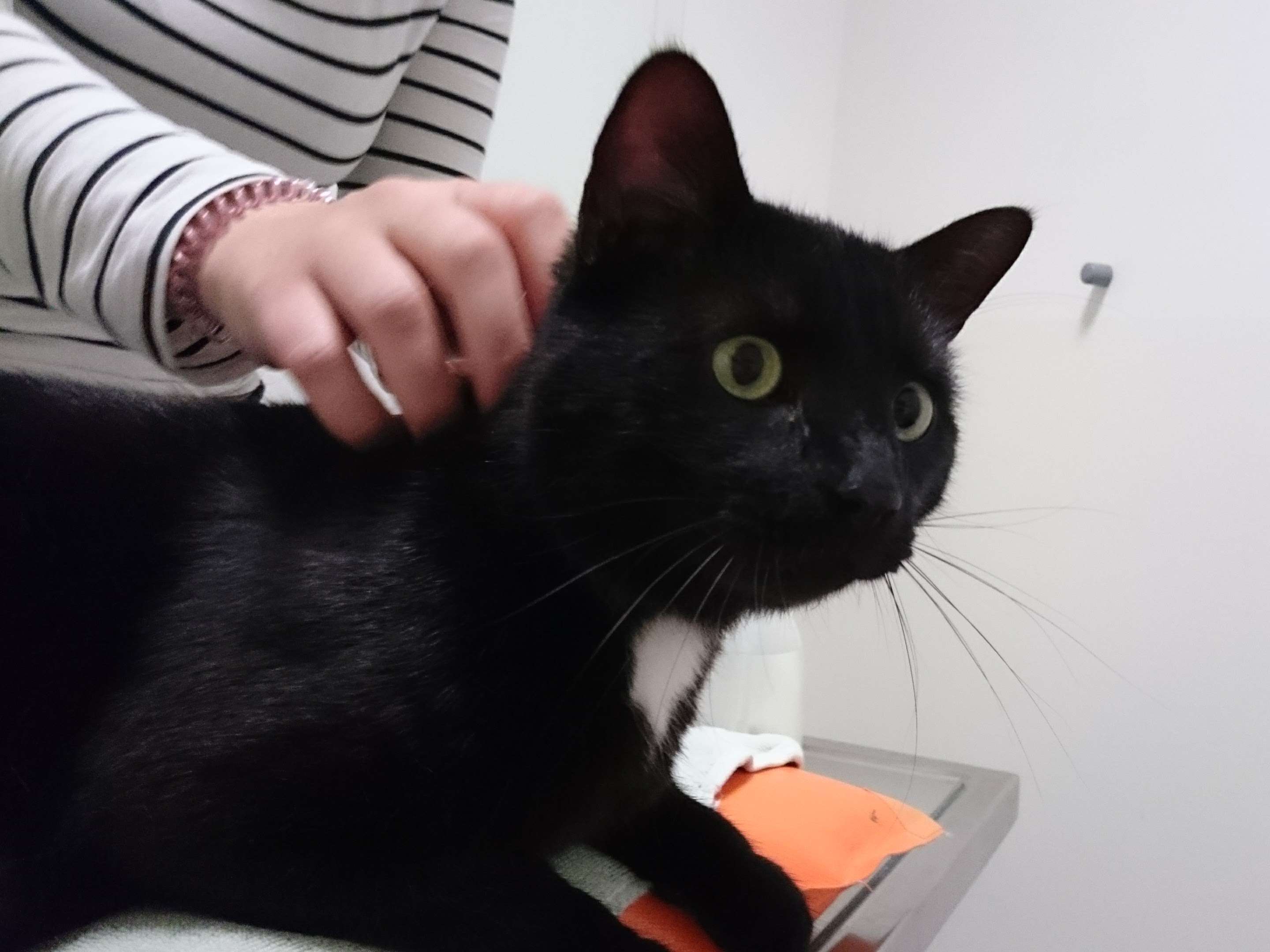 Ansicht 1 von Tierärztliche Praxis für Kleintiere Dr. med. vet. Uwe Reinhard