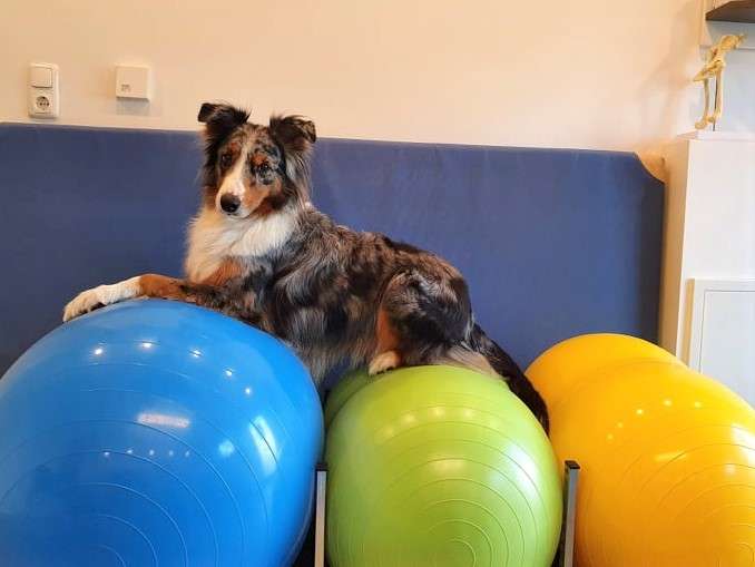 View 1 of Tierphysio Morgenstern | Zentrum für Tiergesundheit