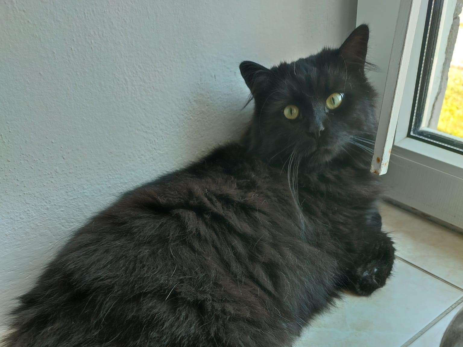 Ansicht 5 von felmo Mobiler Tierarzt Bremen