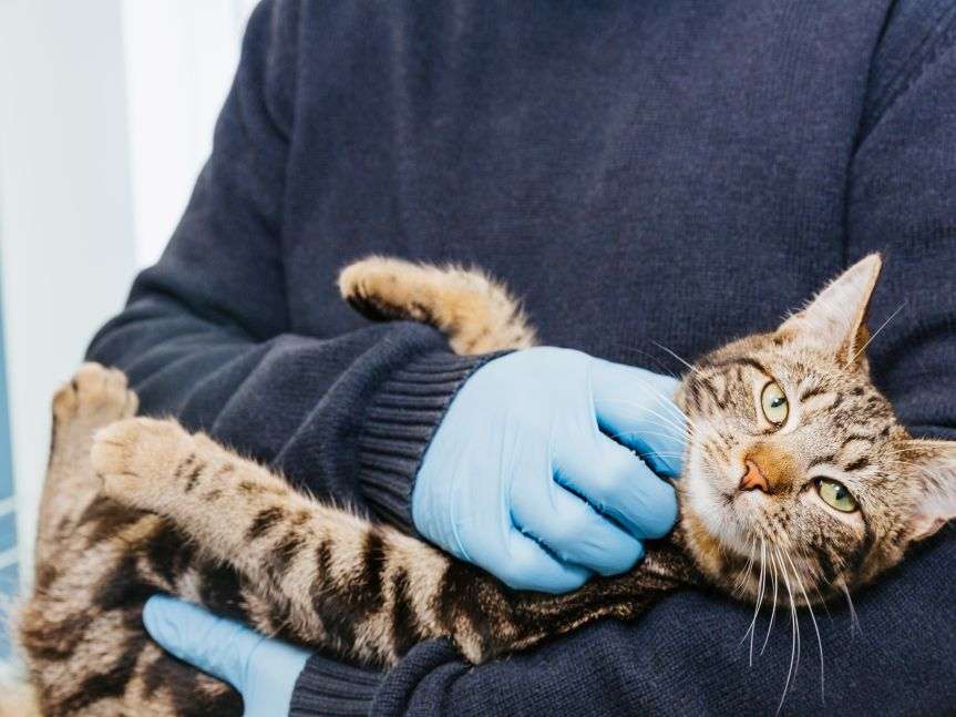 Ansicht 1 von Tierarztpraxis Dorum