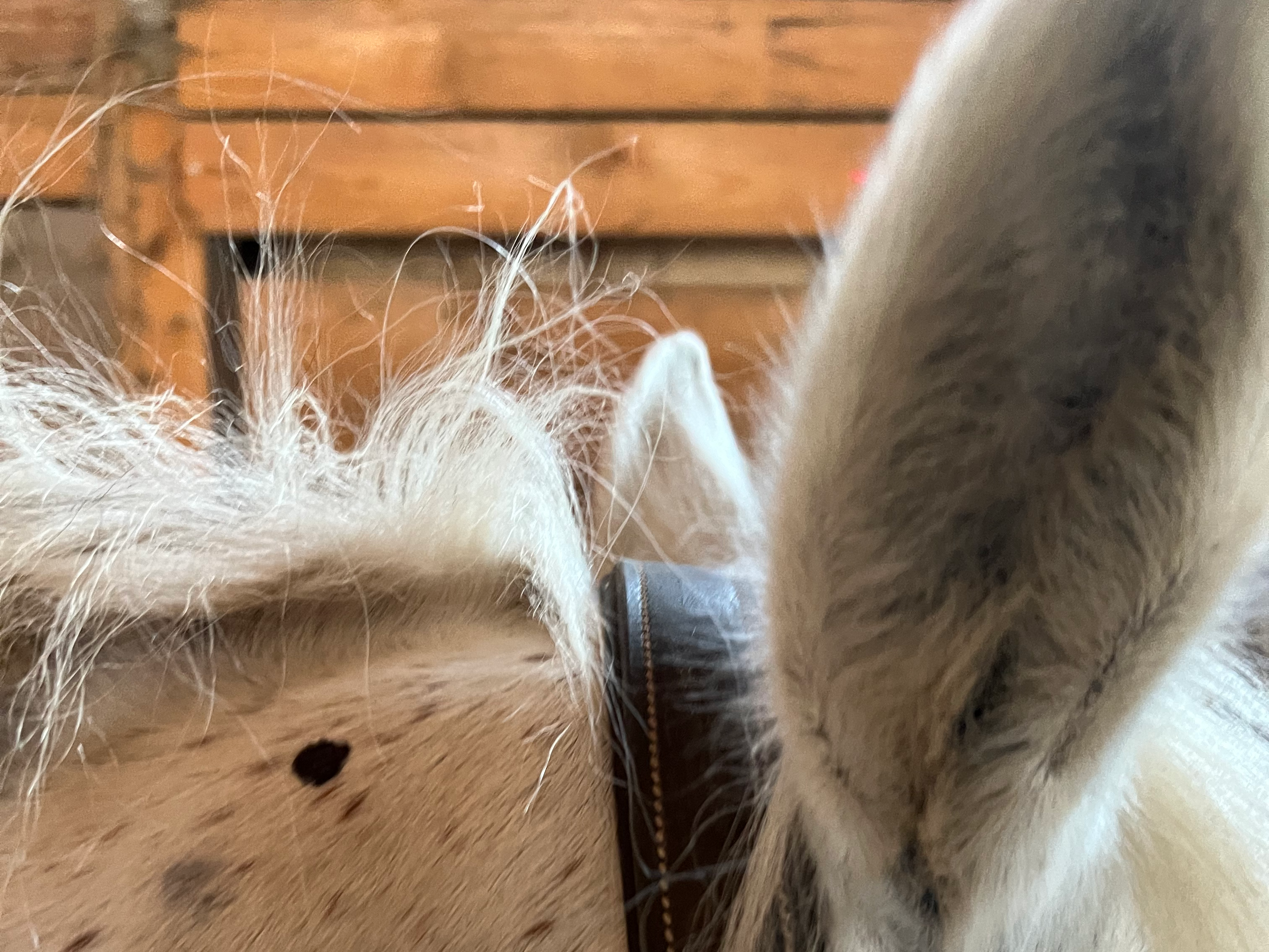 Ansicht 4 von Tierärztliche Praxis für Akupunktur und Chiropraktik beim Pferd