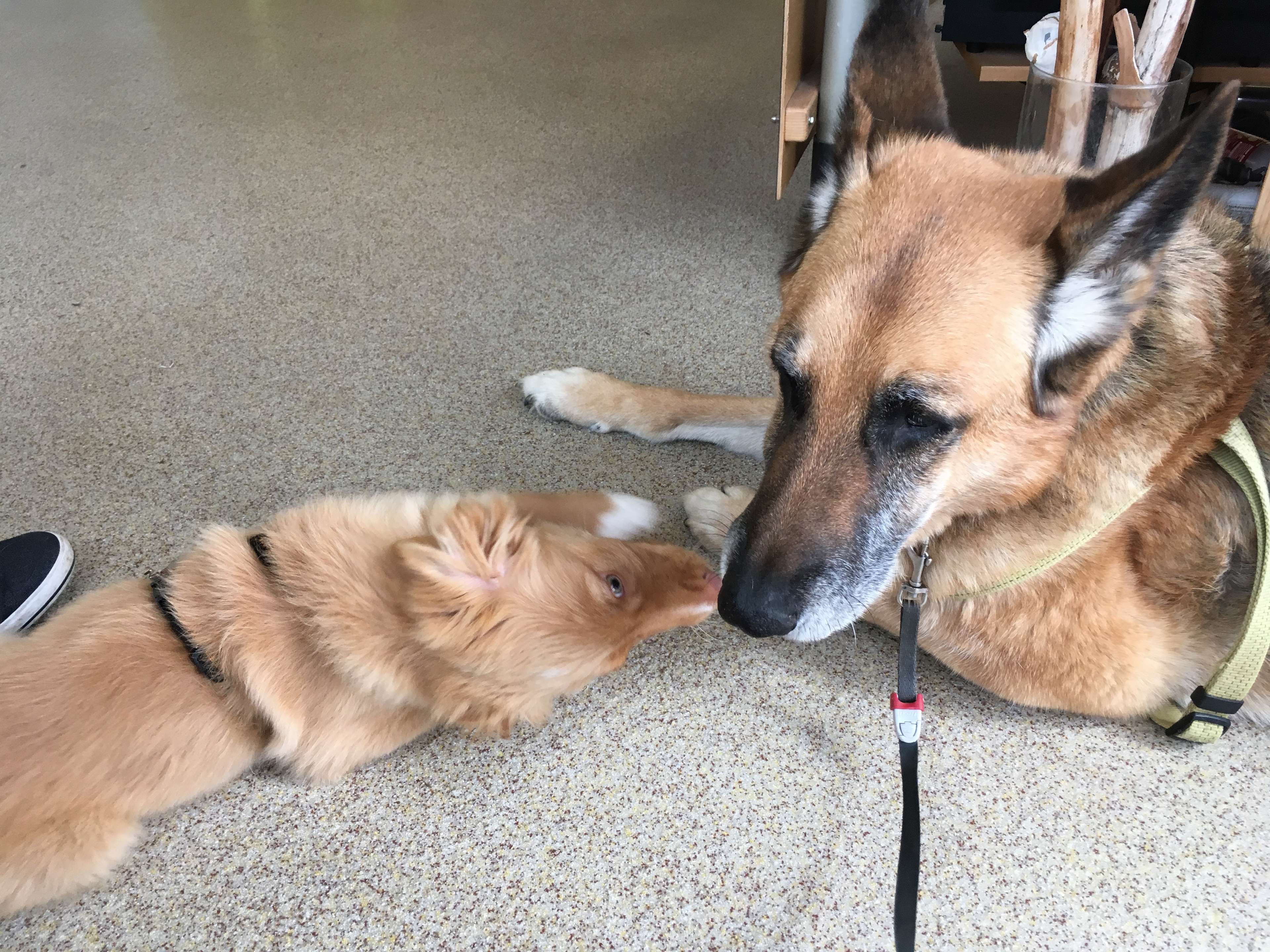 Ansicht 2 von Tierarzt Bräuningshof, Die Tierischen - Zentrum für Tiergesundheit