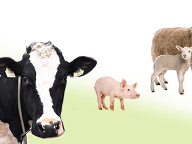 Ansicht 1 von Tiroler Tiergesundheitsdienst