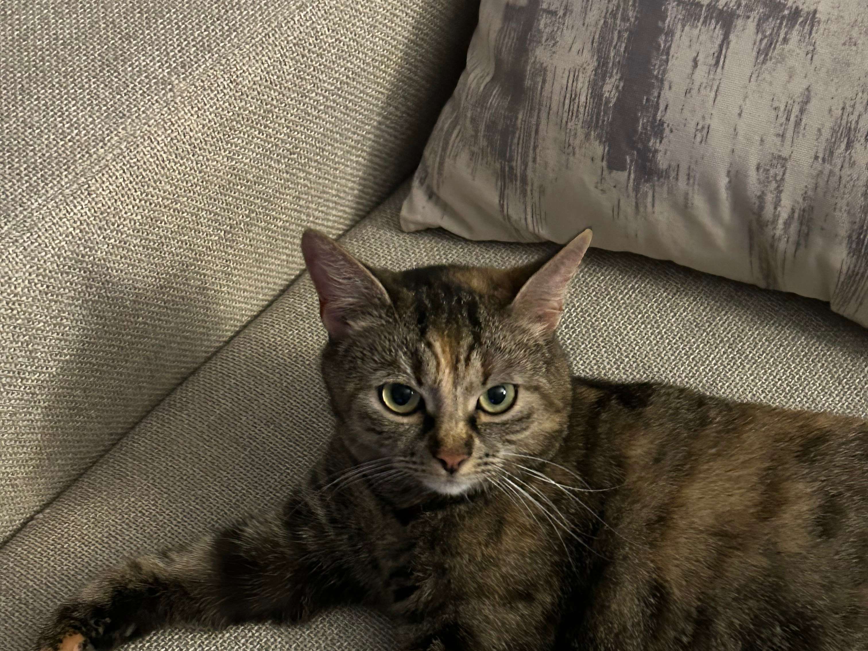 Ansicht 2 von felmo Mobiler Tierarzt München