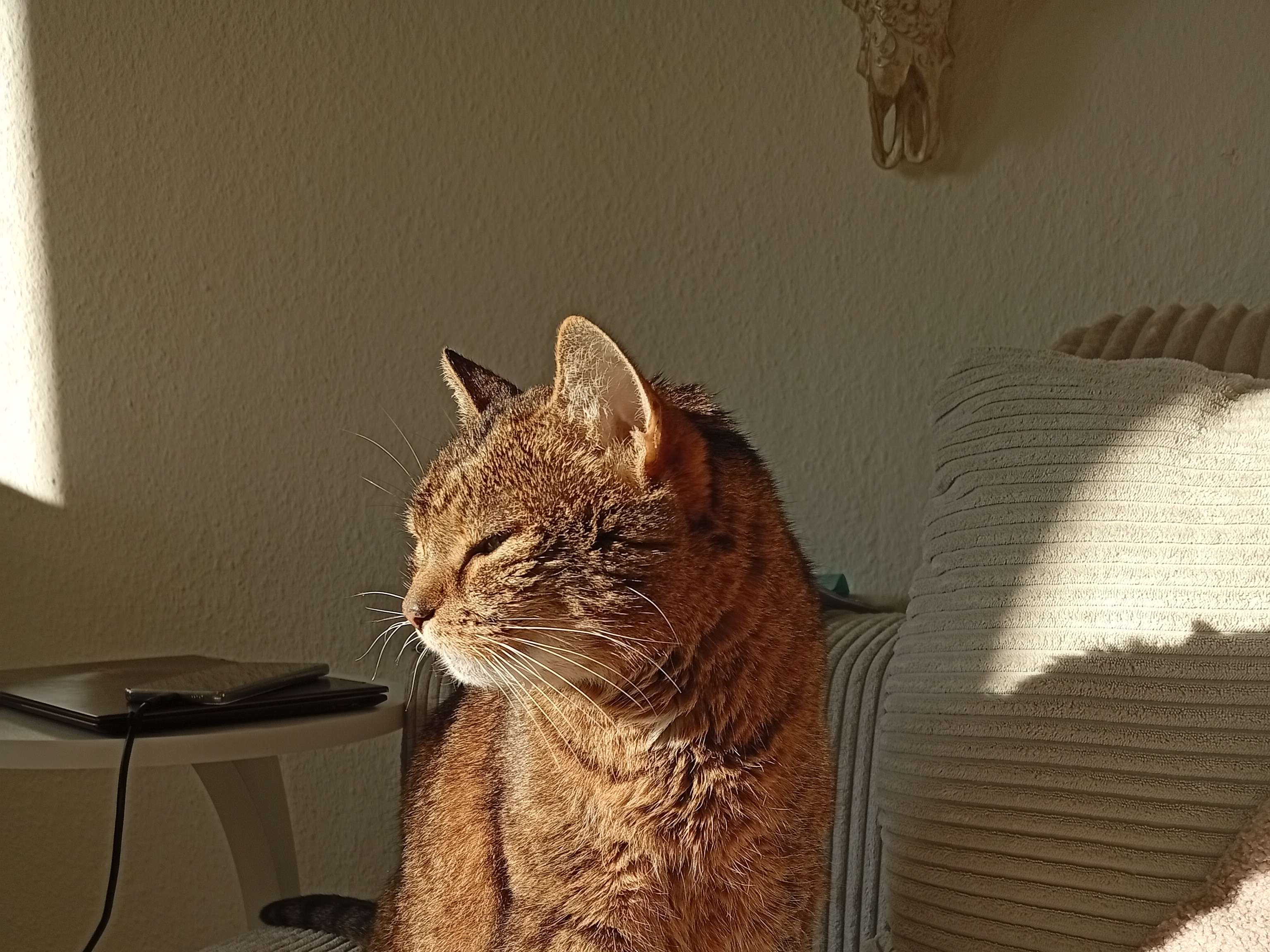 Ansicht 1 von felmo Mobiler Tierarzt Berlin