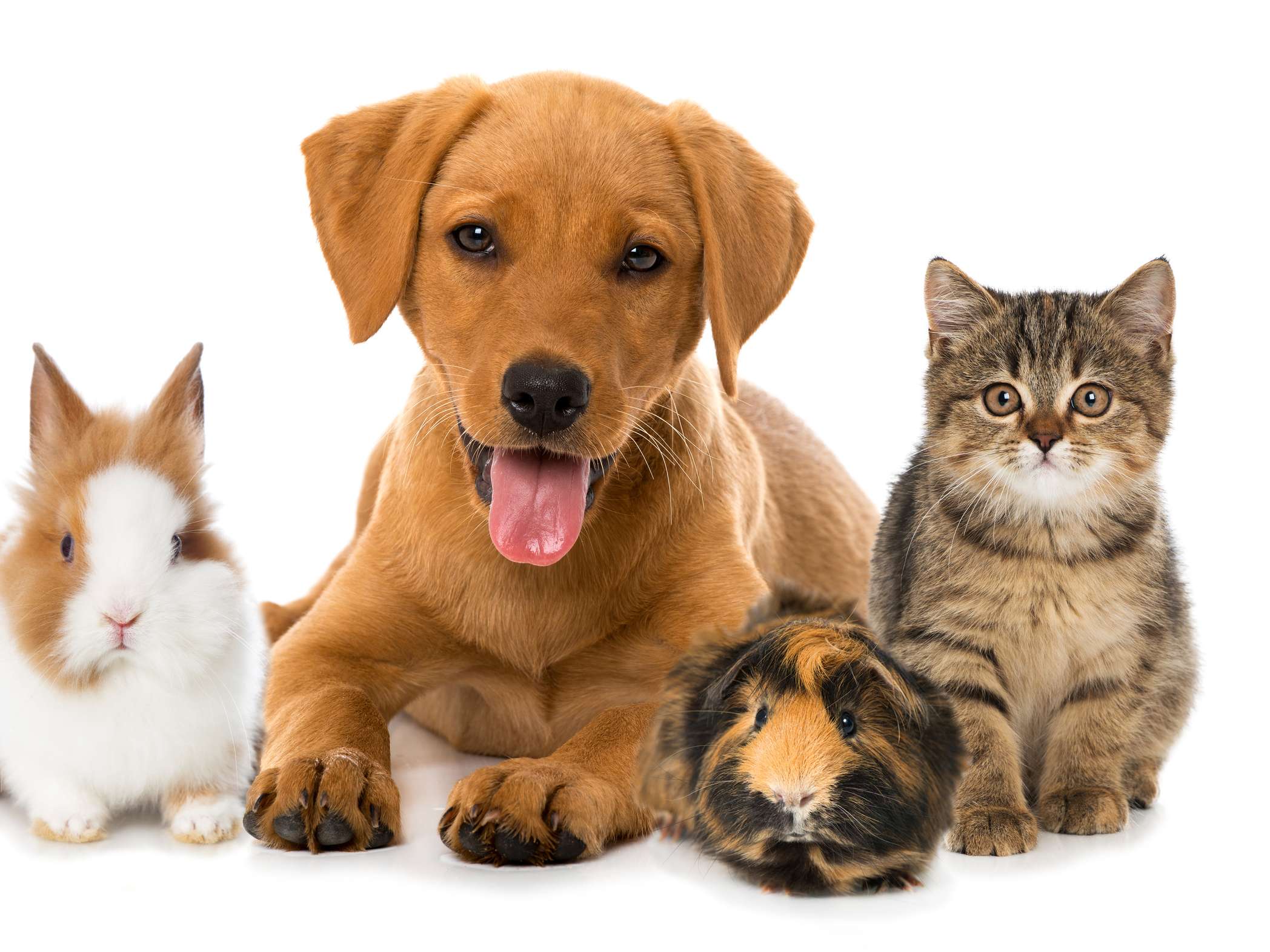 View 1 of Tierarztpraxis Wurster Straße in Bremerhaven | Hunde-, Katzen- oder Heimtierbehandlung