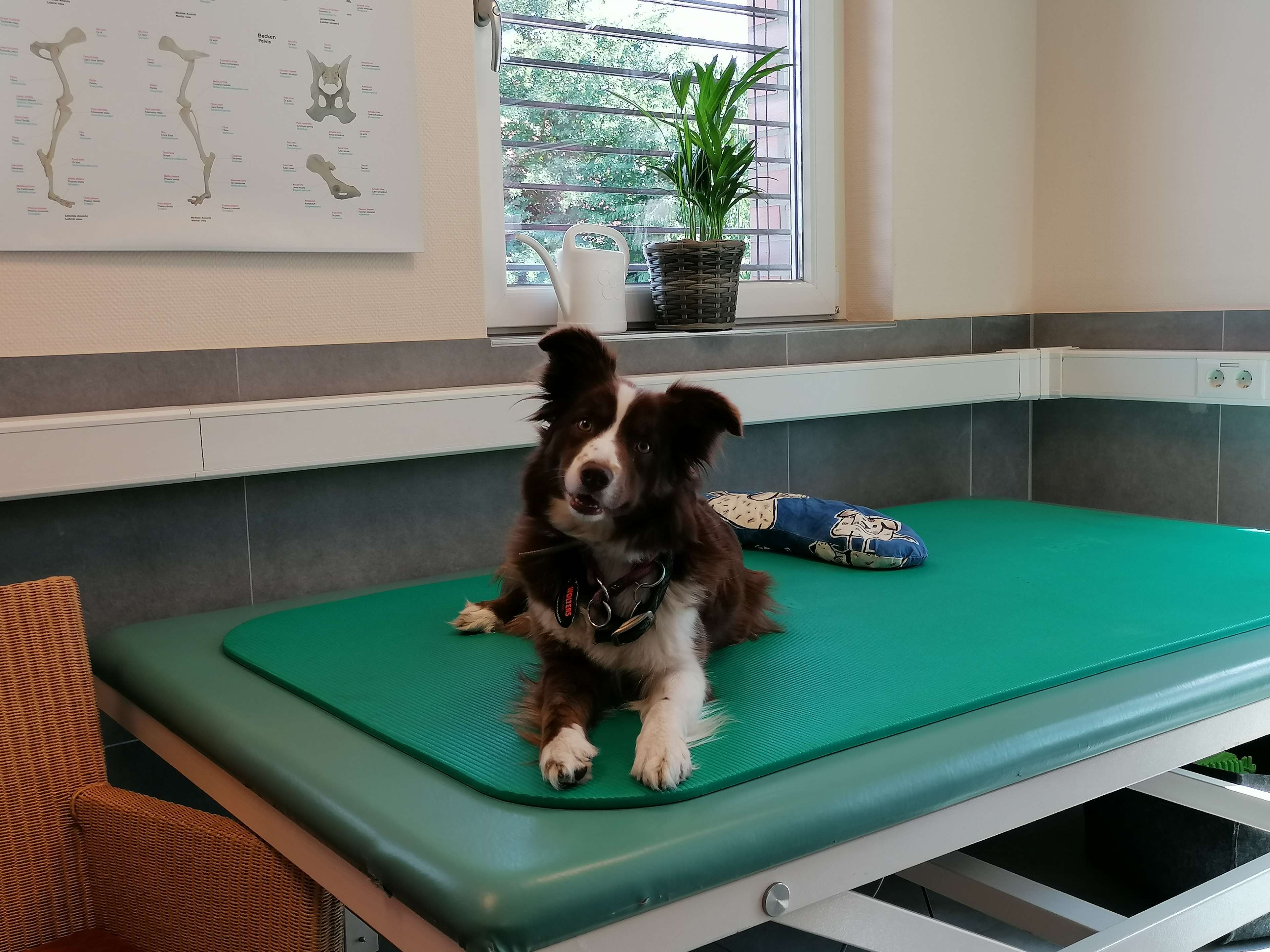 Ansicht 2 von Hundagil - Tierphysiotherapie und Hundeosteopathie
