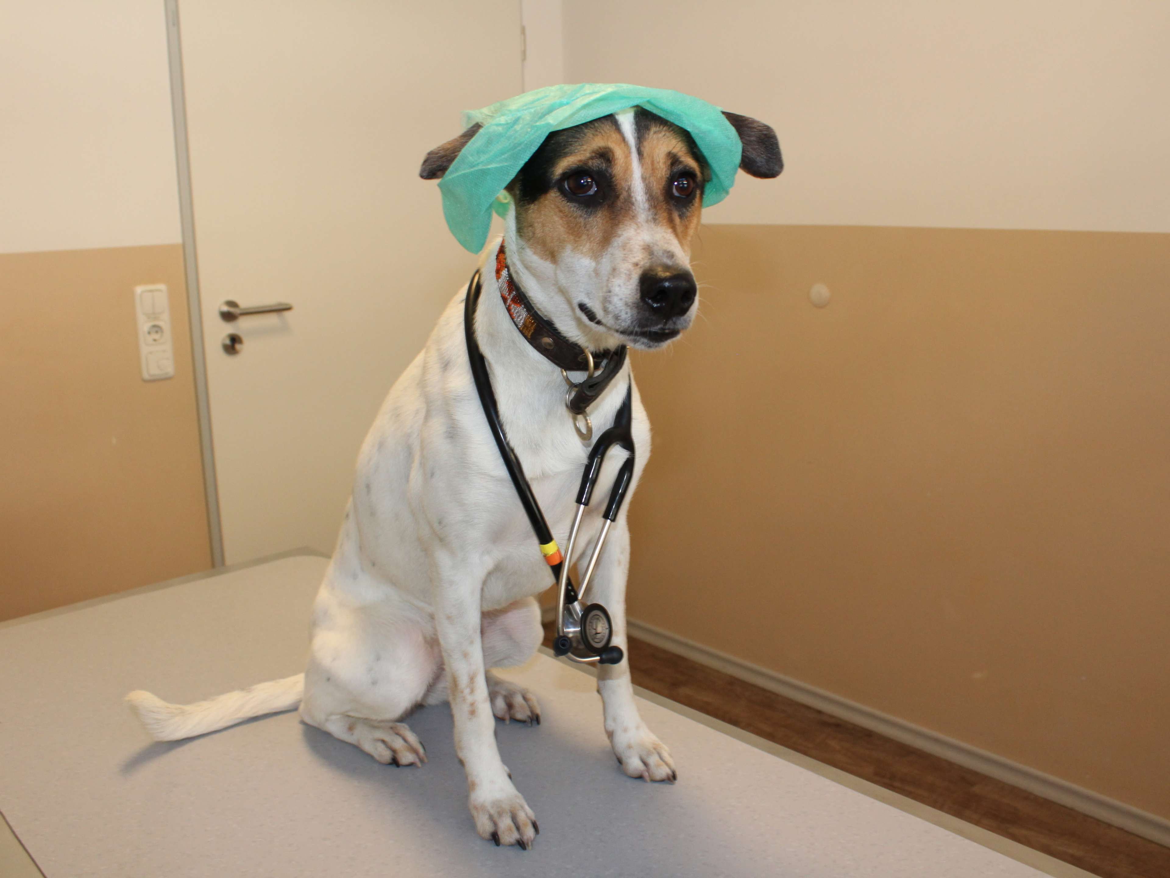 Ansicht 5 von Tages-Tierklinik Rosenheim