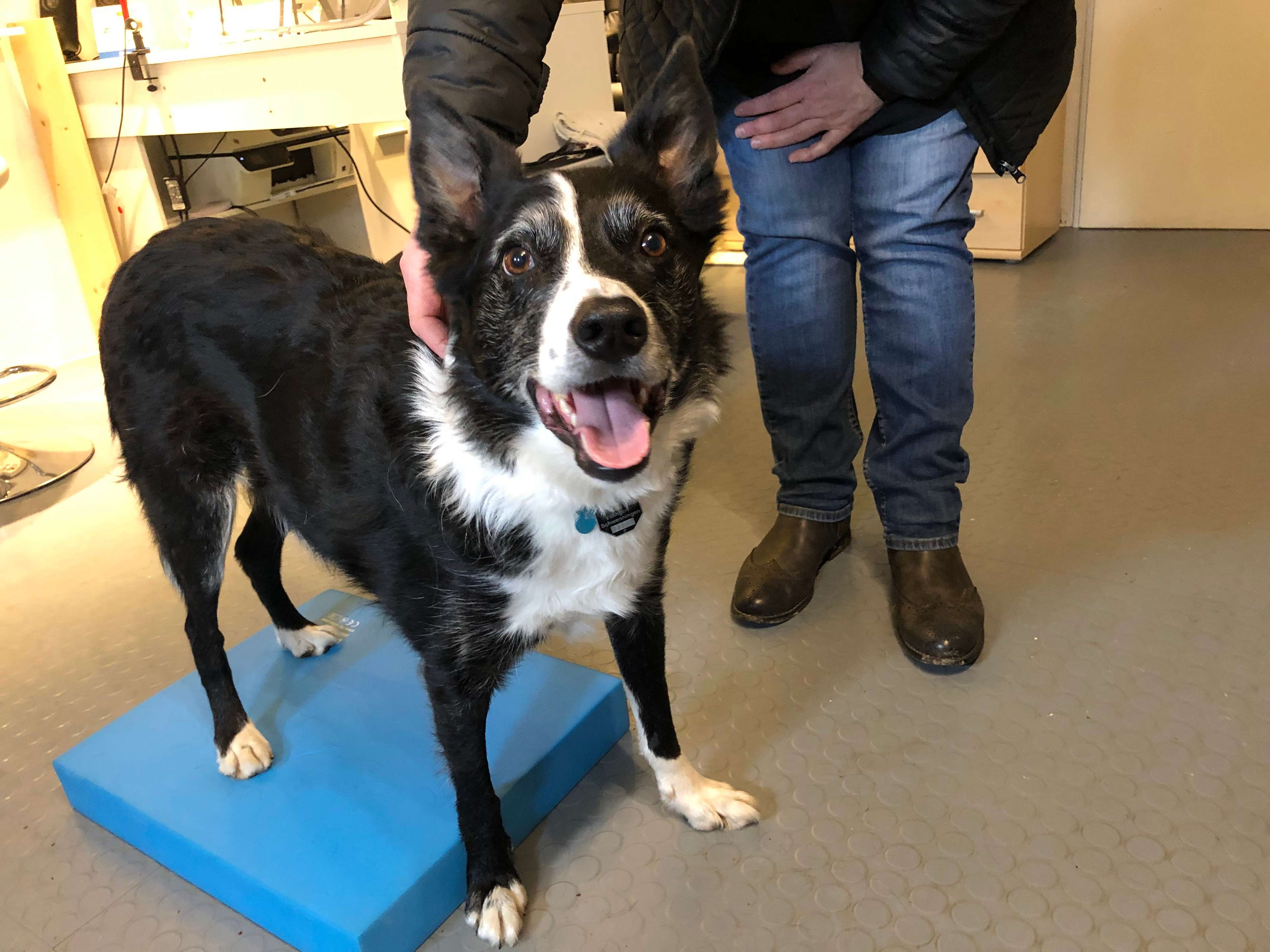 Ansicht 4 von Hundephysio und Tierheilpraxis Simone Kikstein