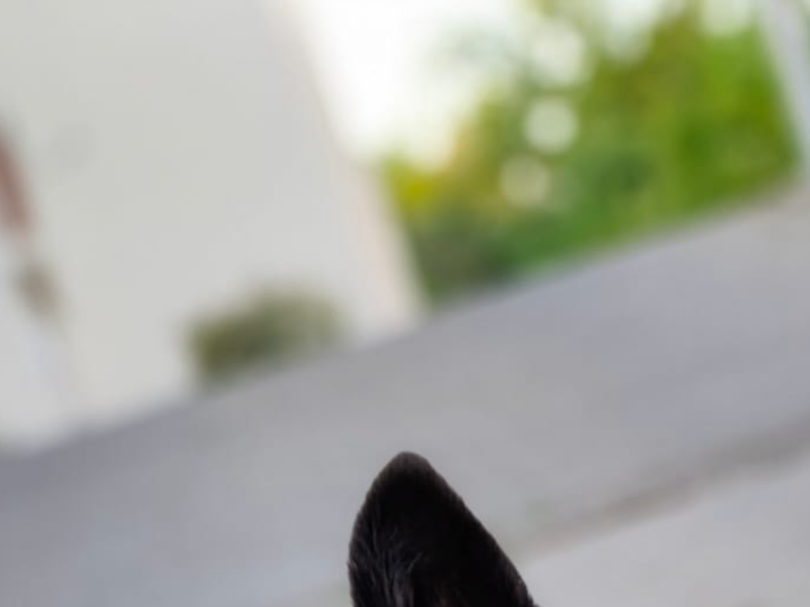 Ansicht 4 von Tierarztpraxis Glomb