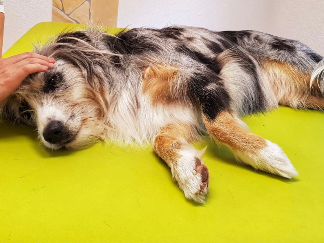 Ansicht 3 von Physiotherapie, Osteopathie und Chinesische Medizin für Tiere Monique Niedersetz