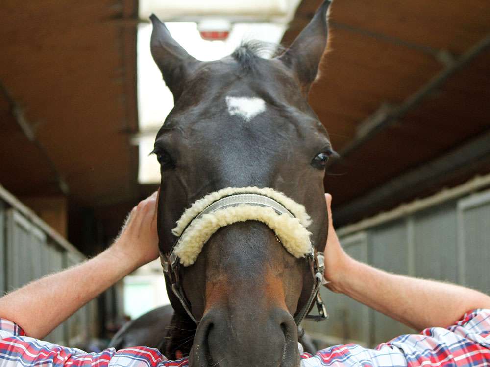 View 3 of Dr. med. vet. Claudius Krieg • equine-vet • Fachtierarzt für Pferde