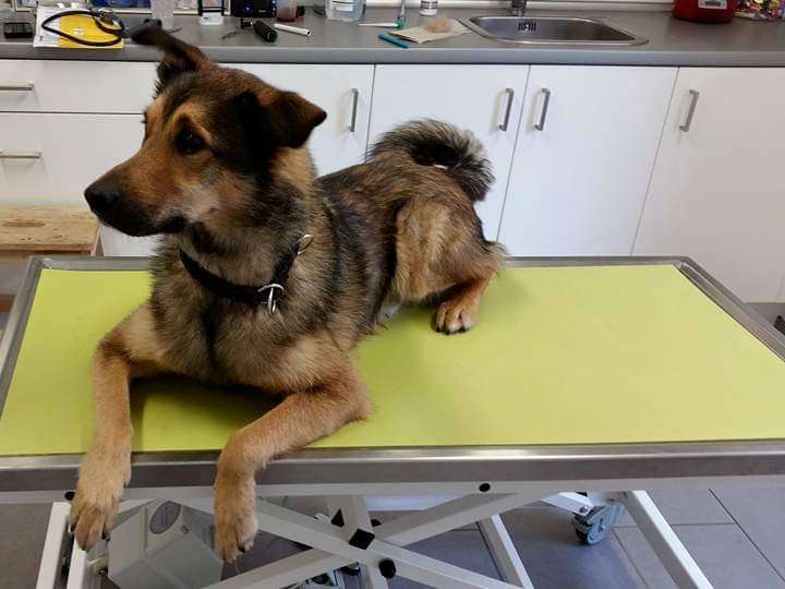 Ansicht 4 von Dr. med. vet. Gwendolyn Hassler