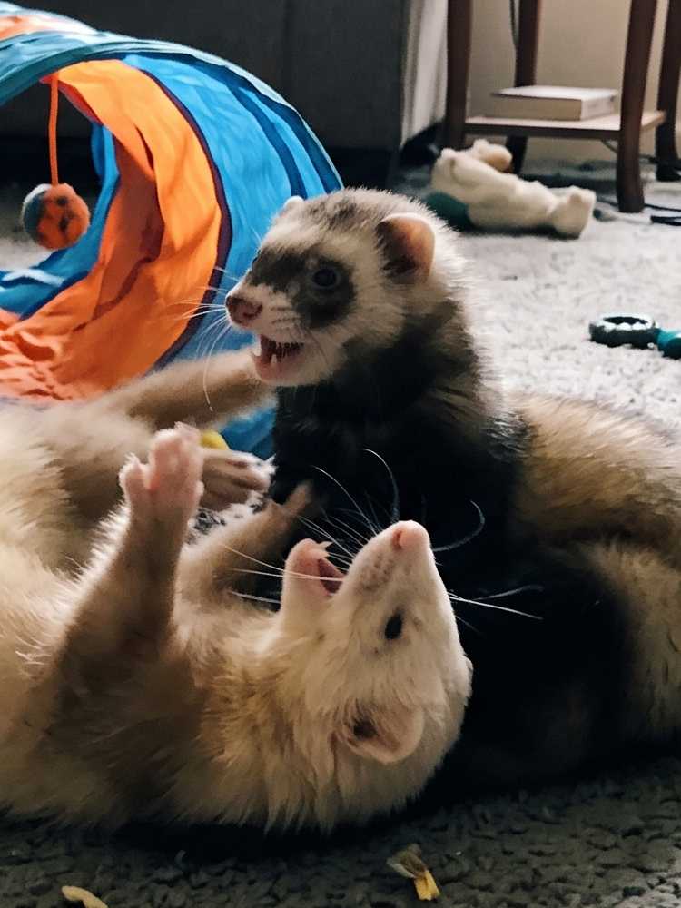 Foto von Rudi und Selma