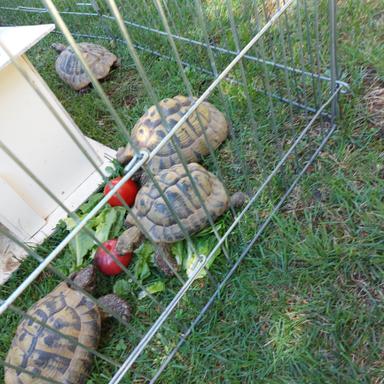 Preview of Tierarzt für Reptilien Dr. Friederike Weinzierl