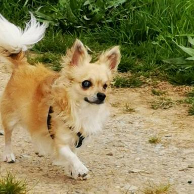Vorschau von Elke Rebscher Tierärztin