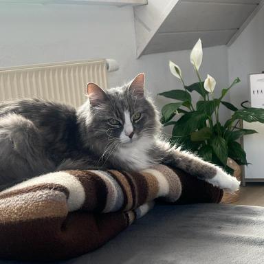 Vorschau von TAP Tierarztpraxis in Kitzingen GmbH