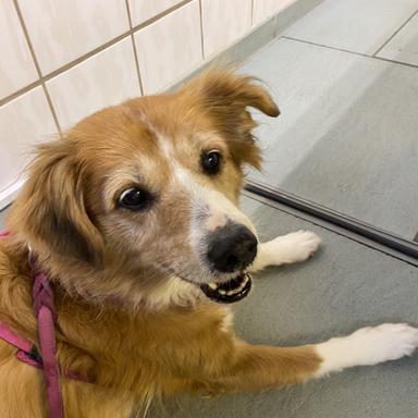 Vorschau von Tierärztliche Praxis für Kleintiere Karin Zurmühlen