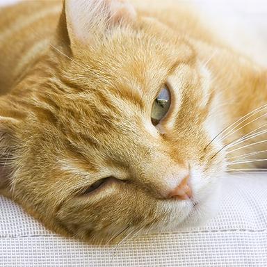 Preview of Praxis 7 Leben, Tierärztliche Katzenpraxis de Leuw
