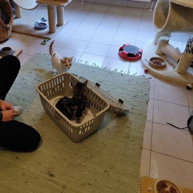 Vorschau von Sabine Schön Tierarztpraxis, Katzenpension