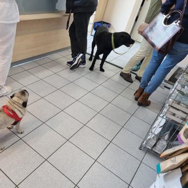 Vorschau von Dr. med.vet. Annabelle Culas