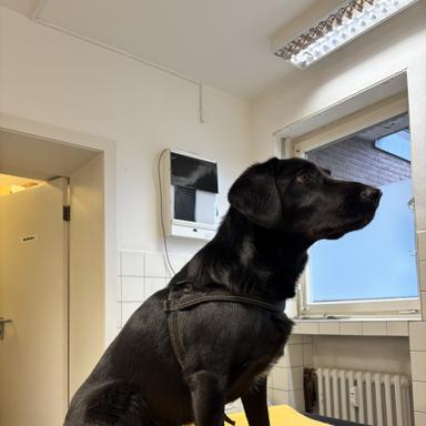 Preview of Kempener Tierarztpraxis 4 Pfoten