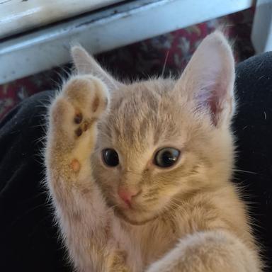 Preview of Dr. Leo Lausberg Tierarzt