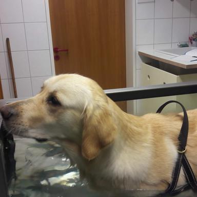 Preview of Modrei Karla Dr.med.vet. Tierärztin