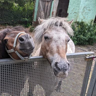 Vorschau von Ponyhof Karger
