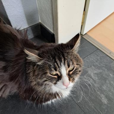 Vorschau von felmo Mobiler Tierarzt Mannheim