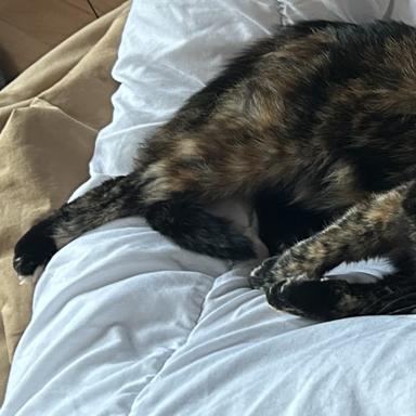 Preview of Dr.med.vet. Antonia Klaus - Tierarztpraxis hundkatzeklaus