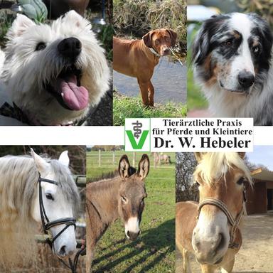 Vorschau von Wolf Günther Hebeler Tierarzt für Pferde und Kleintiere