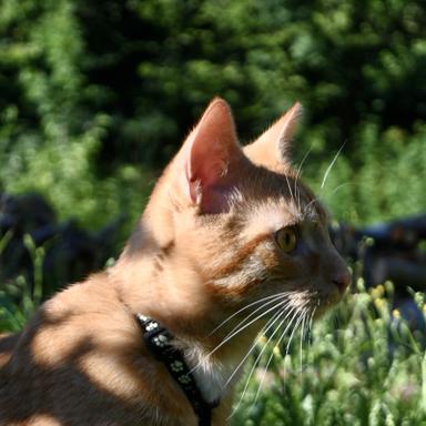 Vorschau von Dr.med.vet. Waltraud Weinzierl Tierärztin