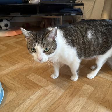 Vorschau von felmo Mobiler Tierarzt Wiesbaden