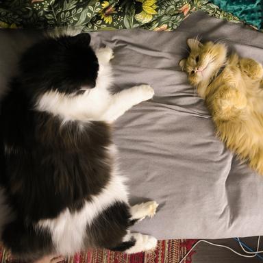 Preview of Tierarztpraxis und Katzenpension Geltow