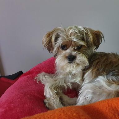 Preview of Kleintierpraxis Dipl. med. vet. Carla Baldauf