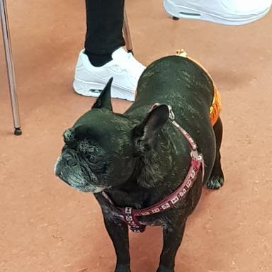 Vorschau von Dr. med.vet. Axel Kilo Tierarzt & Katzenpension