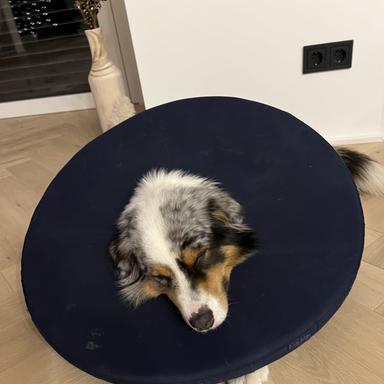 Preview of Tierarztpraxis Dr.med.vet. Dorothea Lämmle