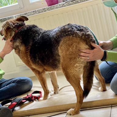 Vorschau von Tierarzt Claudia Ernst